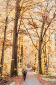 A person jogging along a winding path lined with autumn leaves.