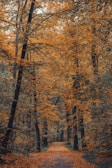 A tranquil forest path lined with vibrant autumn leaves.
