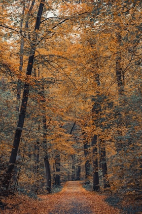 A tranquil forest path lined with vibrant autumn leaves.