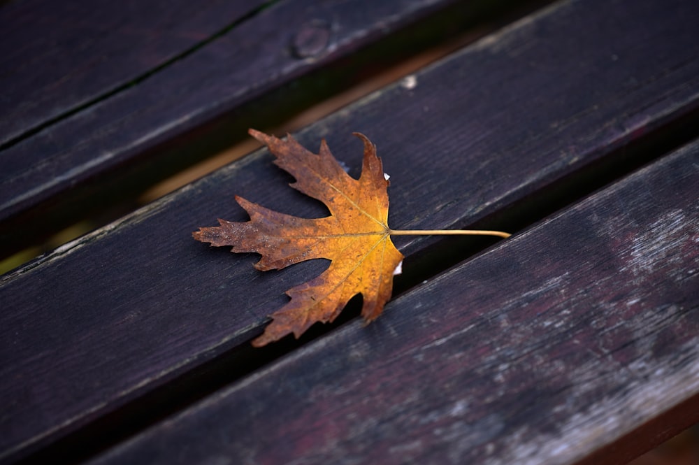 a leaf that is sitting on a wooden bench