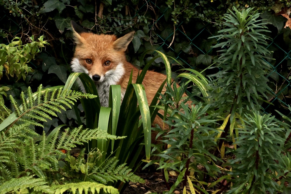 a red fox hiding in a garden of green plants