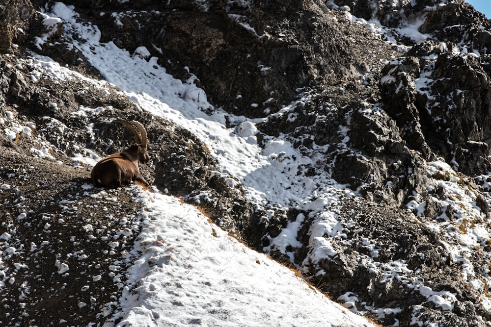 a brown bear sitting on top of a snow covered mountain