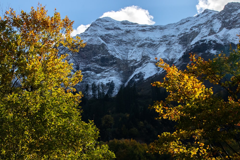 una montaña cubierta de nieve con árboles en primer plano