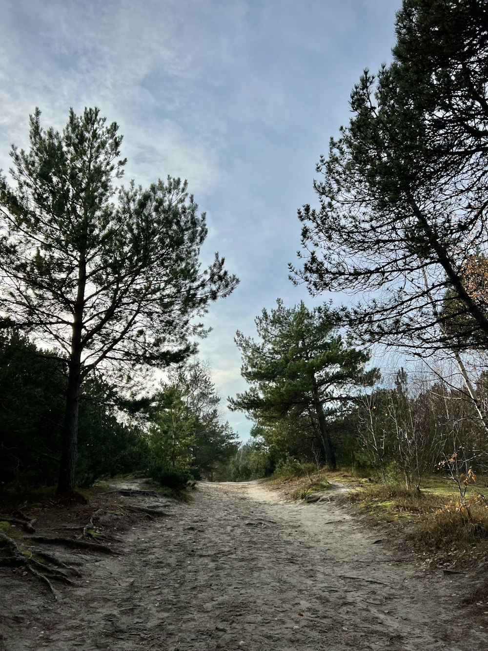 a dirt road surrounded by trees on a cloudy day