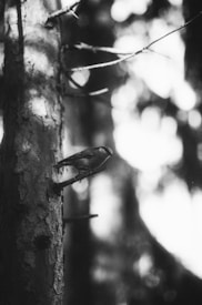 A black and white photograph features a small bird perched quietly on a rough, textured tree trunk. The background is blurred with patches of light filtering through, creating a serene and slightly mysterious forest atmosphere.