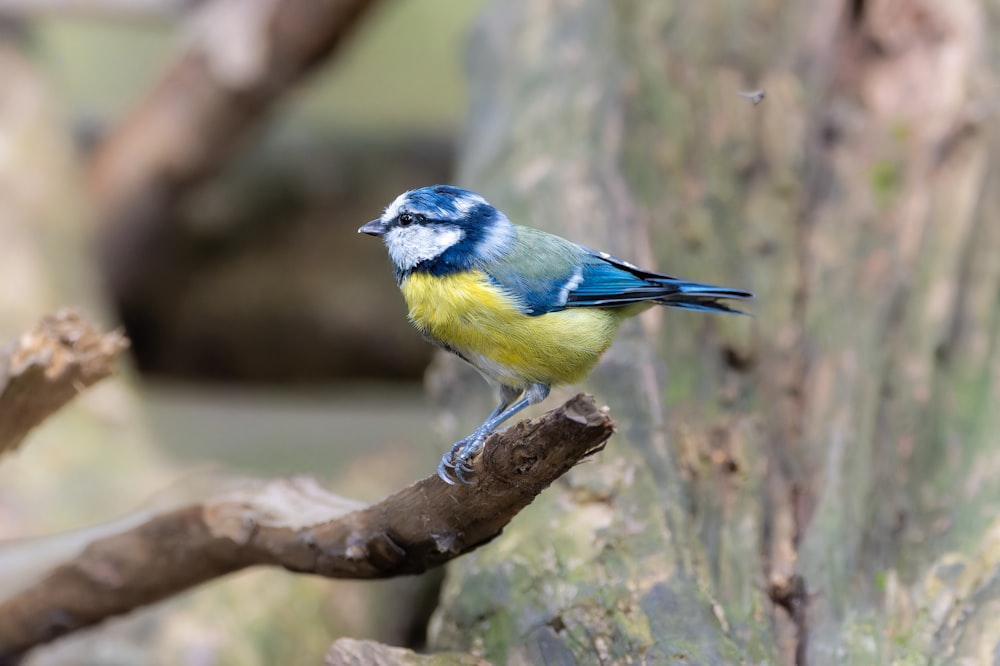 a small blue and yellow bird perched on a tree branch