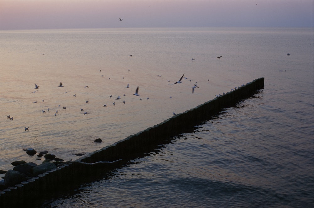 a flock of birds flying over a body of water