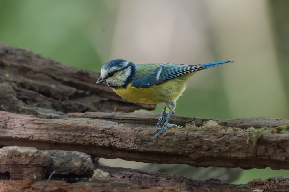 a small blue and yellow bird standing on a piece of wood