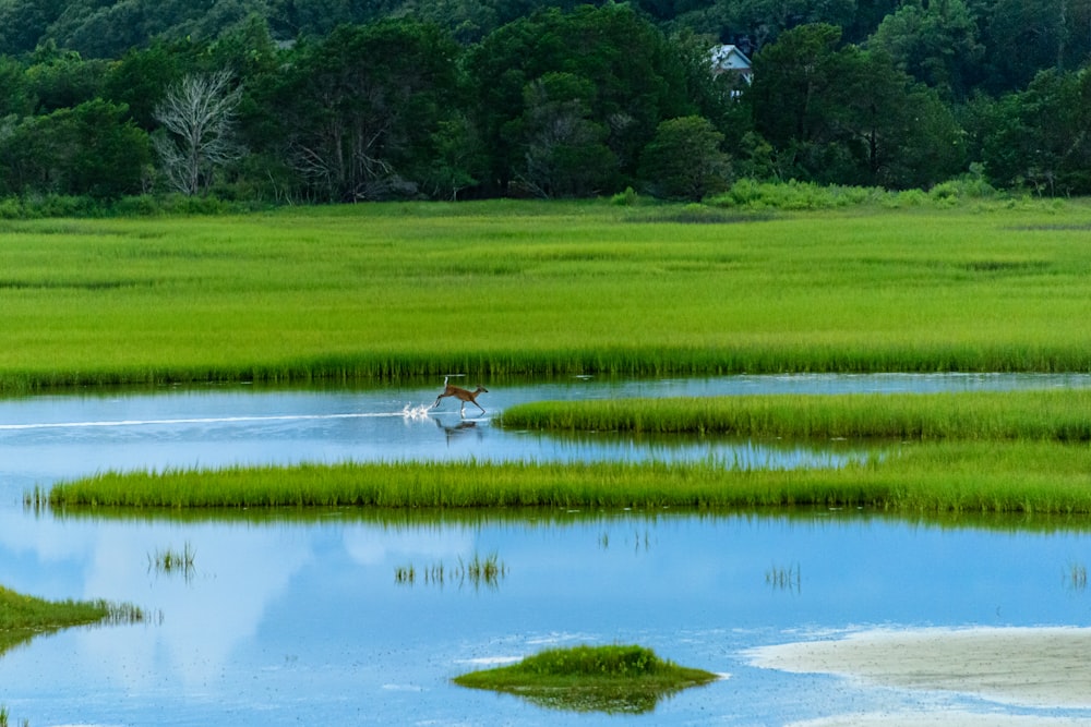 a couple of birds that are in some water