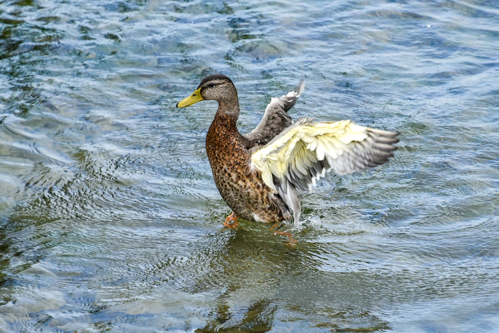 a duck flaps its wings in the water