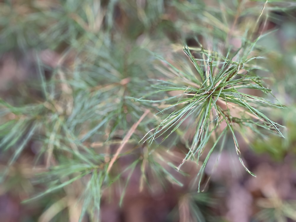 a close up of a pine tree branch