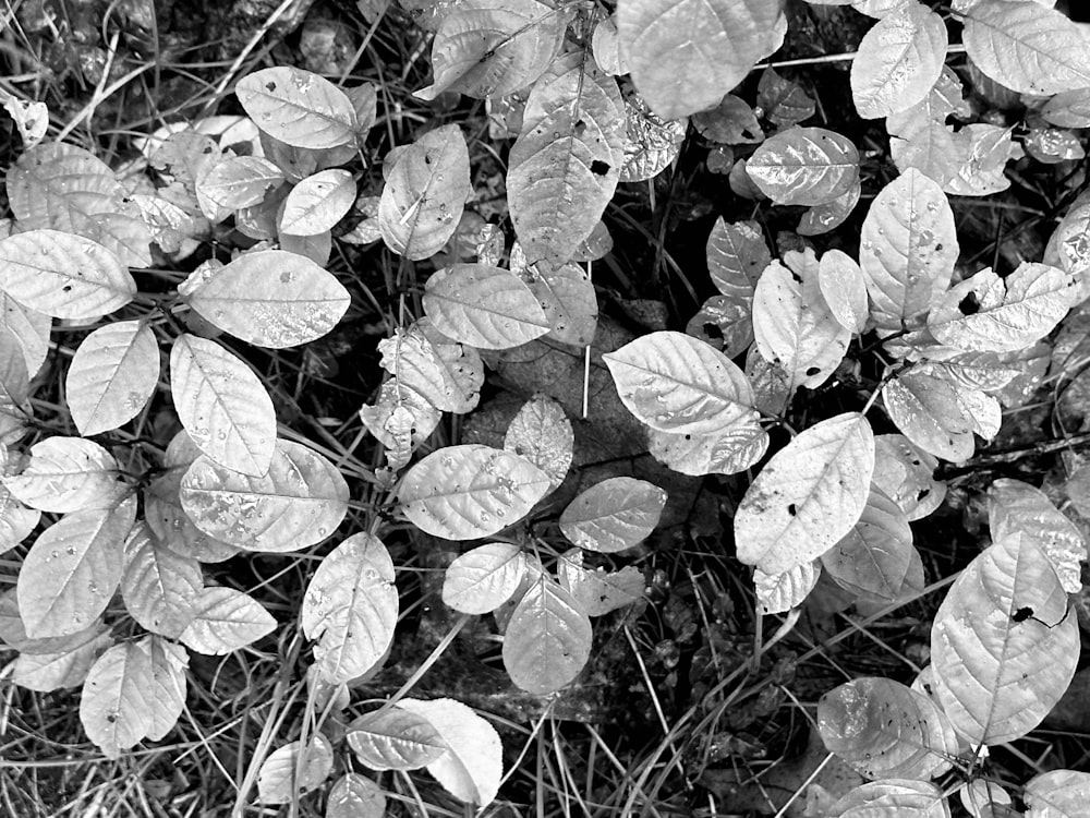 une photo en noir et blanc de feuilles sur le sol