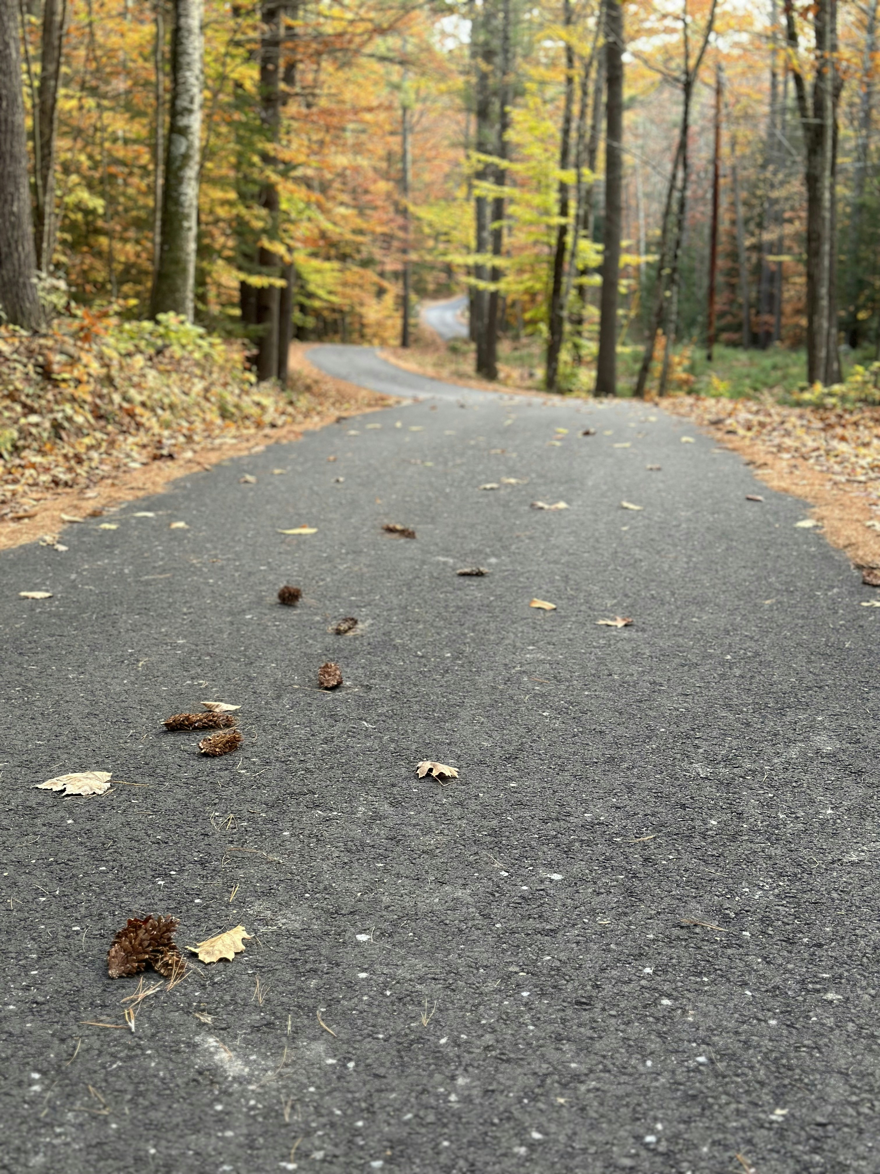 an empty road in the middle of a forest