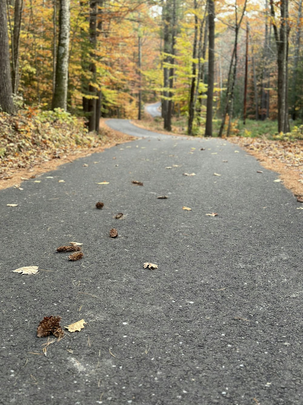 an empty road in the middle of a forest