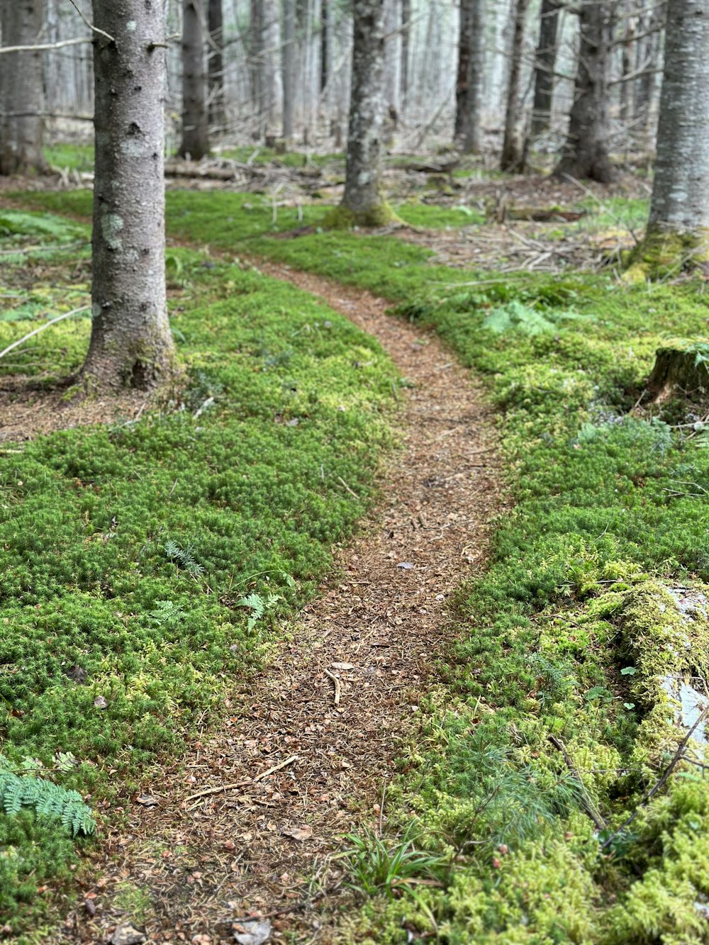 a trail in the woods with trees and grass
