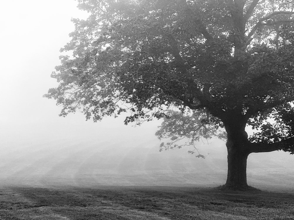 Una foto in bianco e nero di un albero in un campo nebbioso