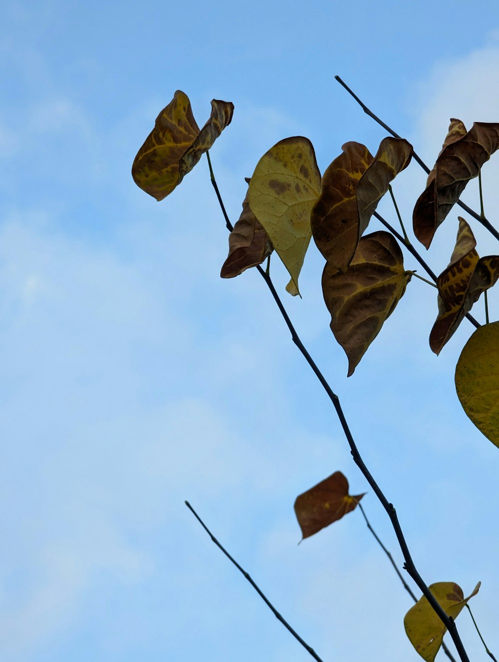 a tree branch with leaves and sky in the background