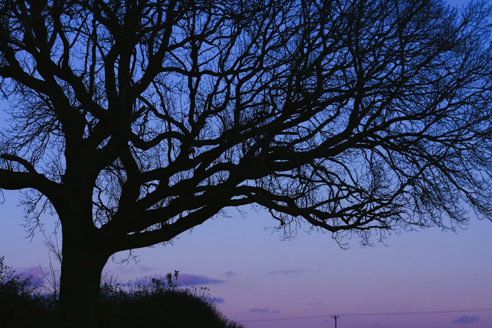 a tree with no leaves in the evening