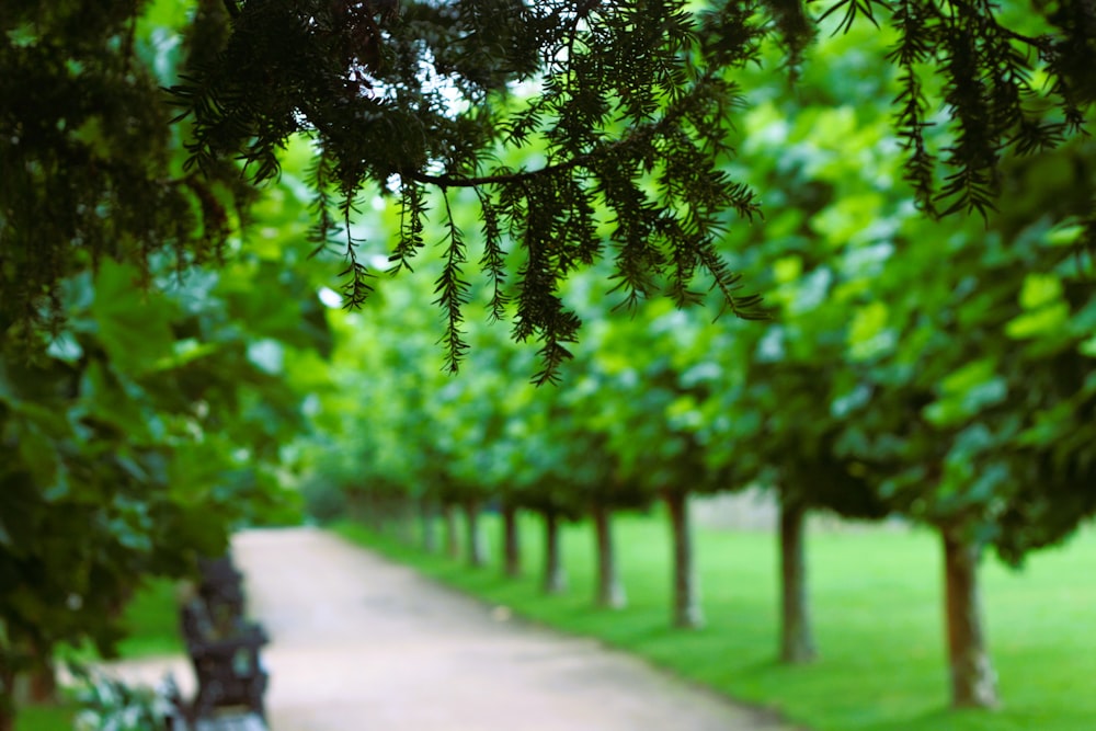 a tree lined path in a park with benches