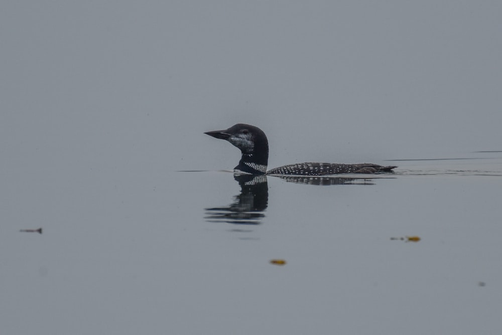 a bird floating on top of a body of water