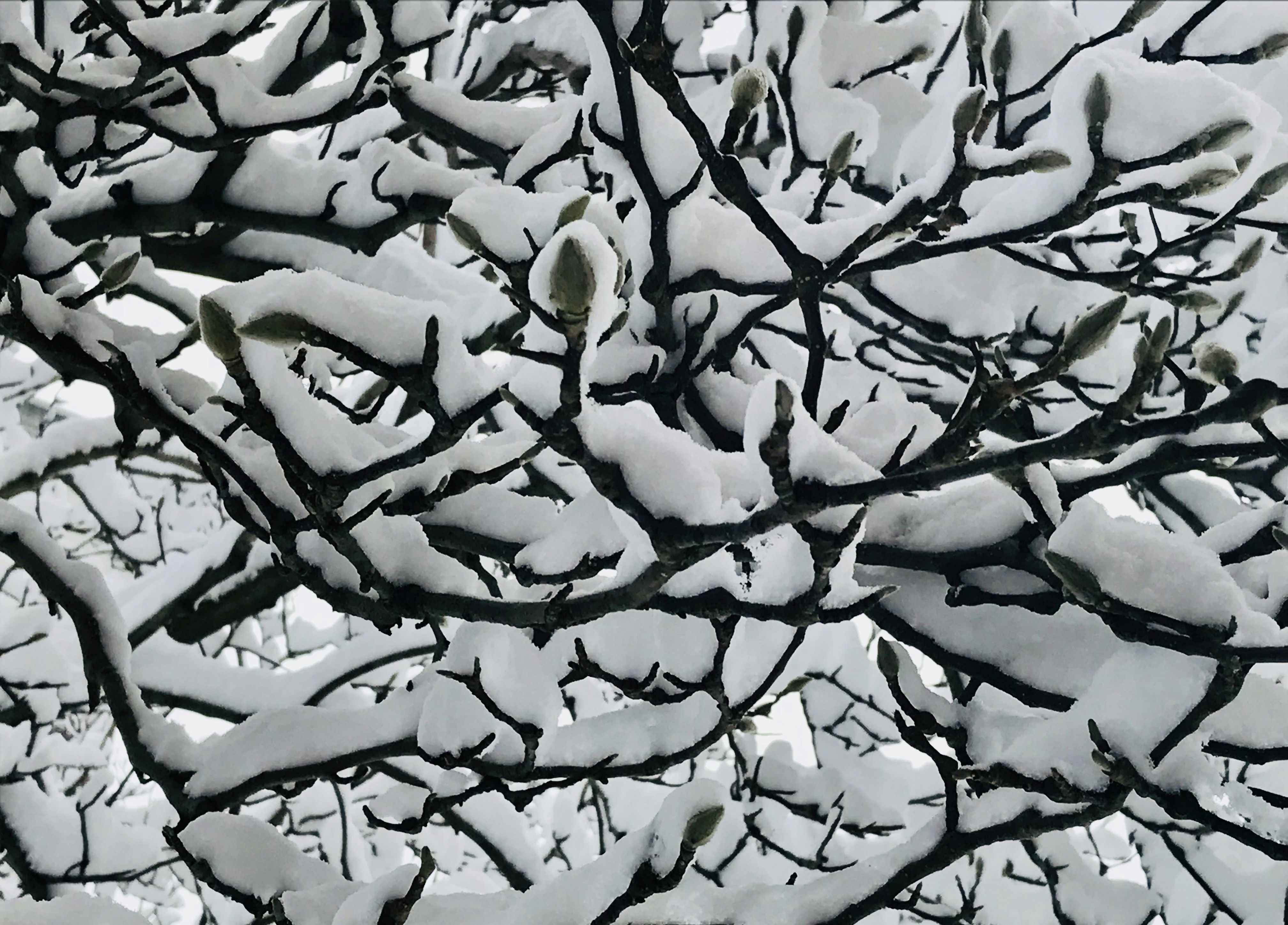 a bird is perched on a tree branch covered in snow