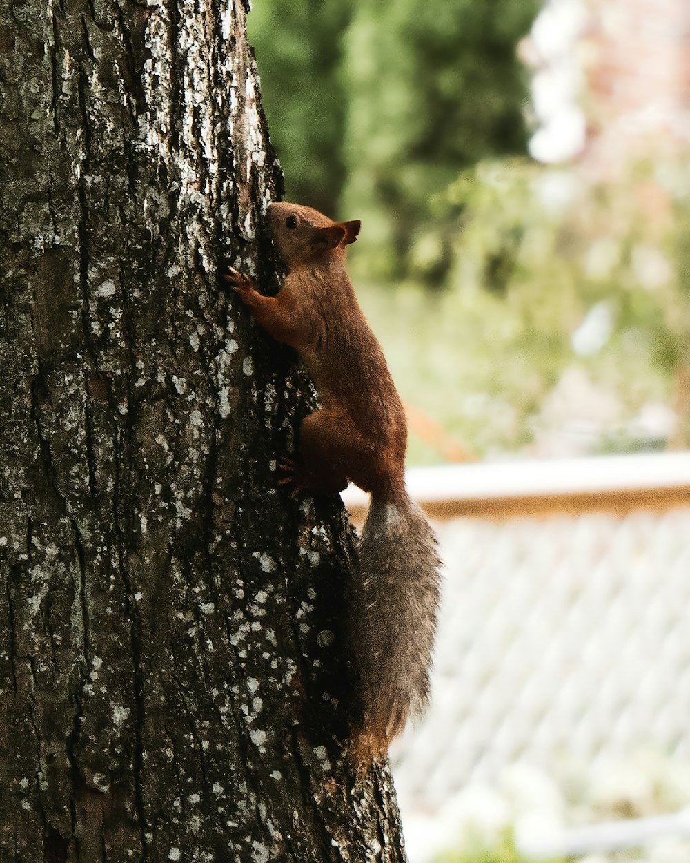 a squirrel climbing up the side of a tree