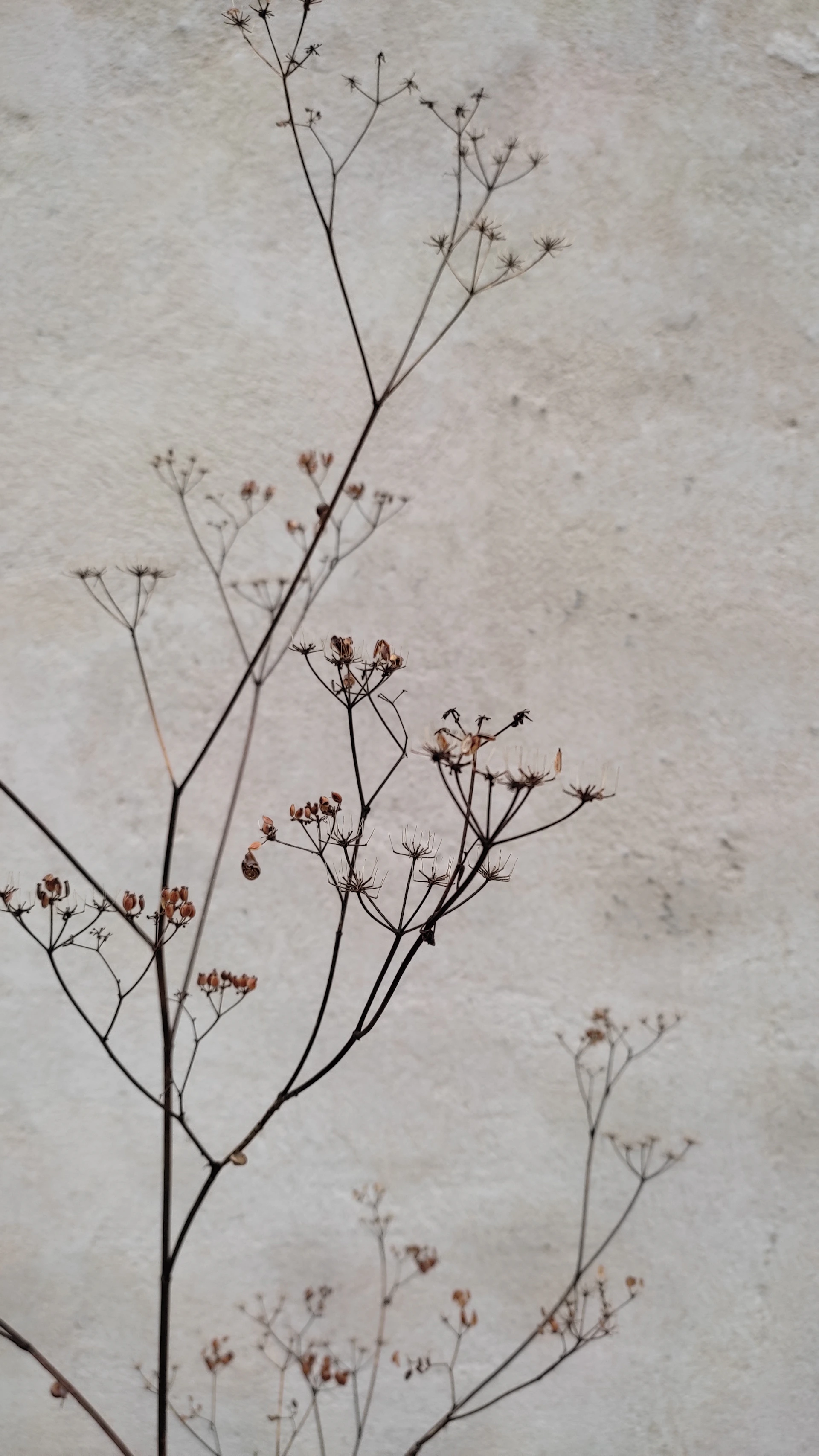 a branch with small flowers against a white wall