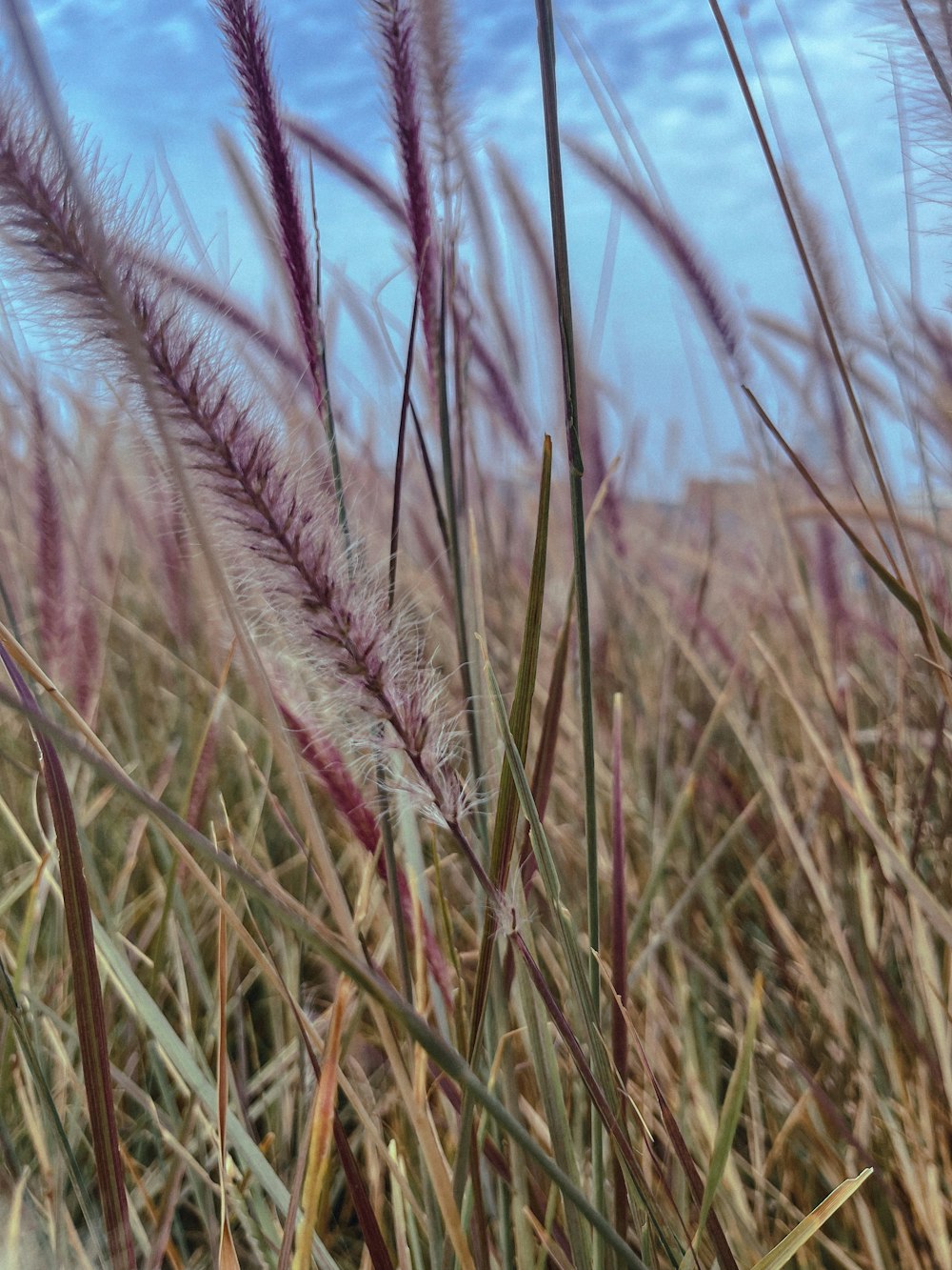 a field of tall grass with a blue sky in the background