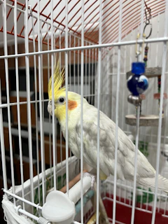 A playful cockatiel spreading its wings inside a cozy room with warm tones