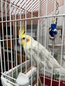 Cheerful Cockatiel Companion