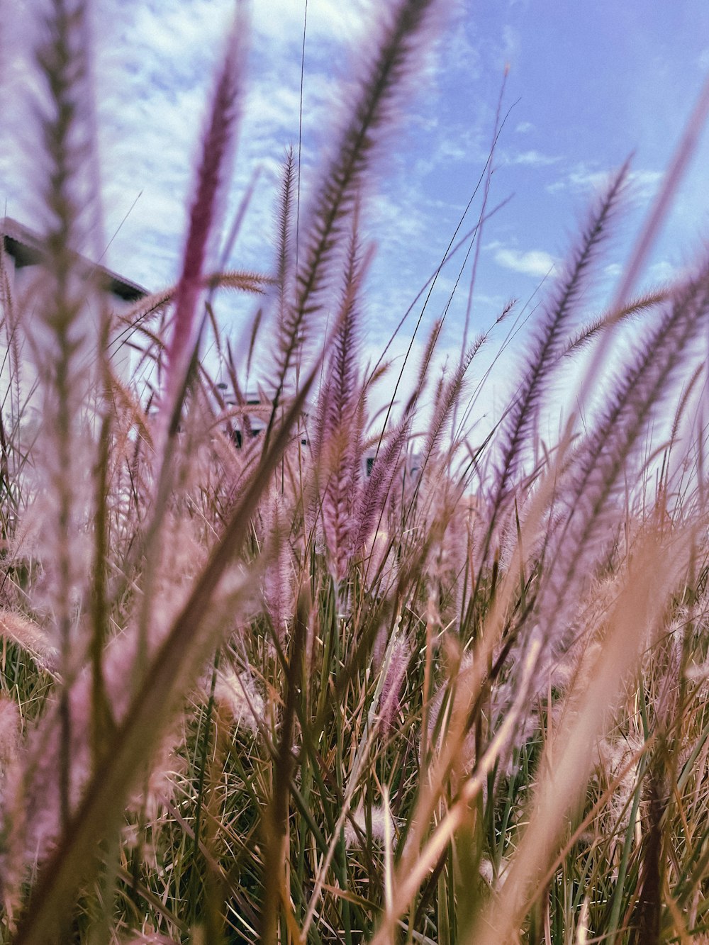 a field of tall grass with a blue sky in the background