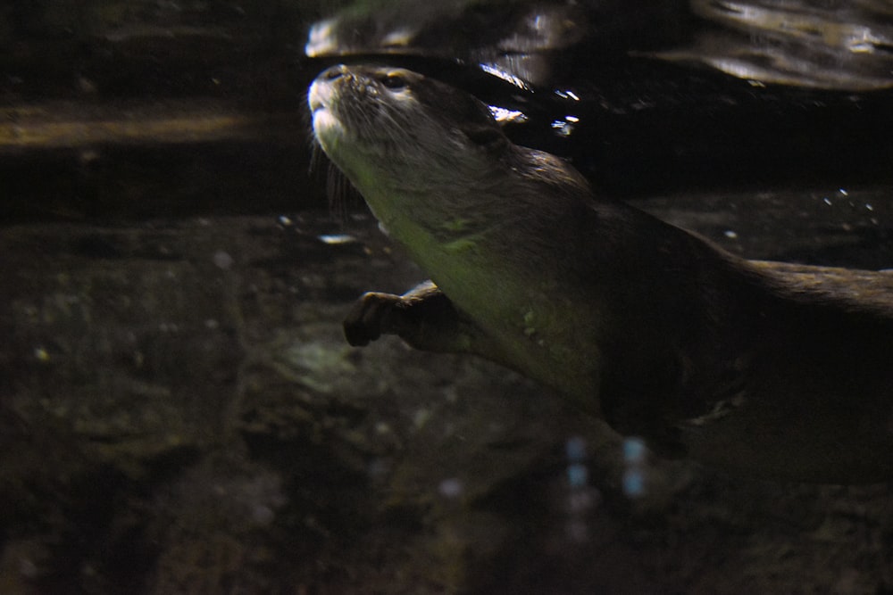 an otter swimming in a pool of water