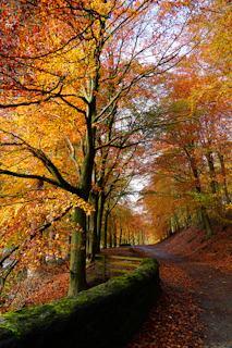 A scenic hiking trail winding through vibrant autumn foliage on a seasonal event tour.