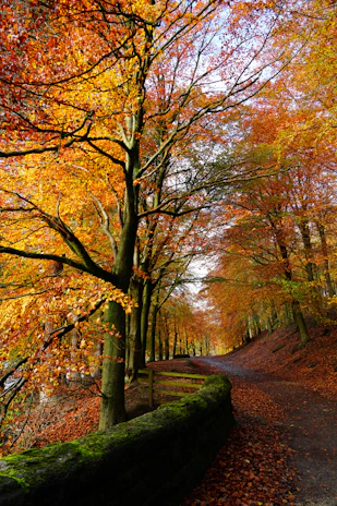 A scenic hiking trail winding through vibrant autumn foliage on a seasonal event tour.