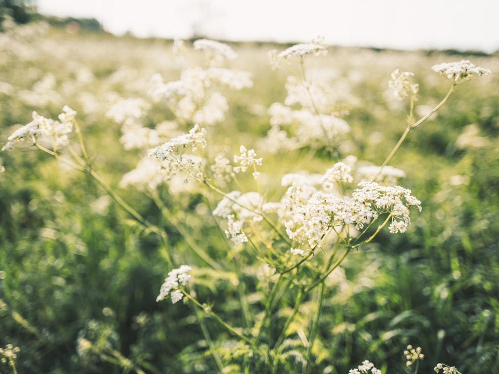 a field full of white flowers on a sunny day