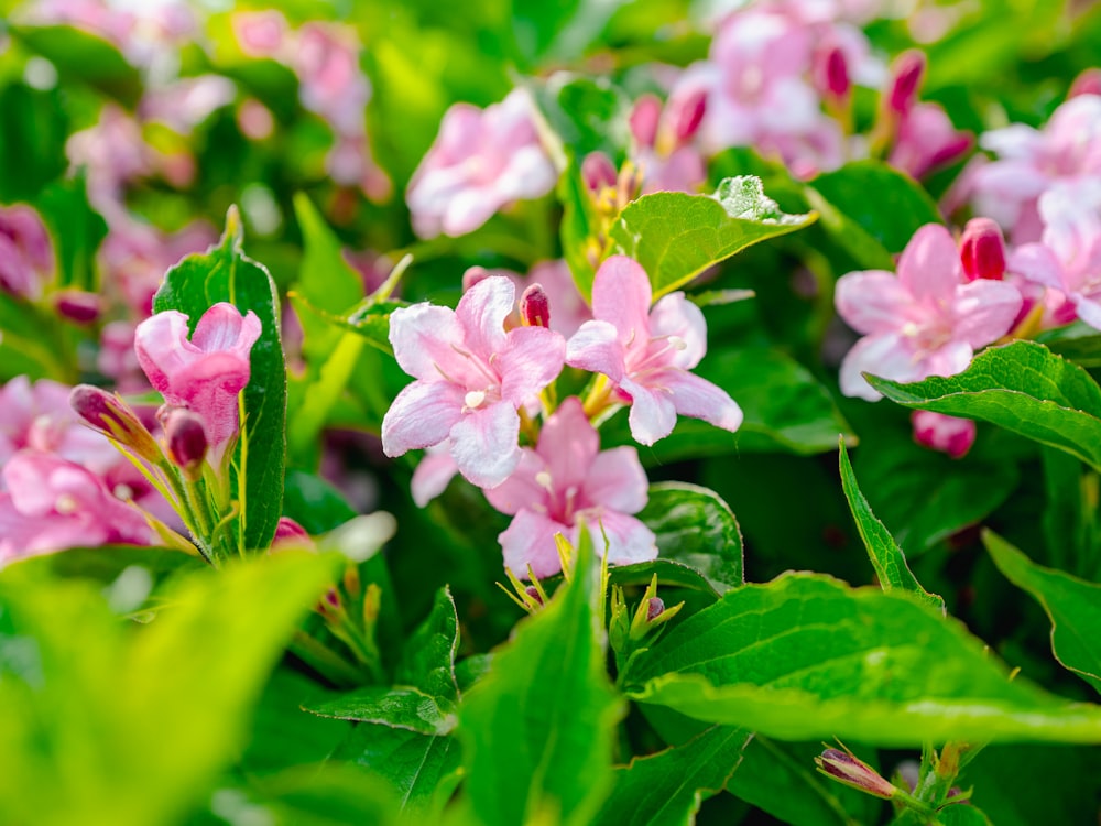 a bunch of pink flowers with green leaves