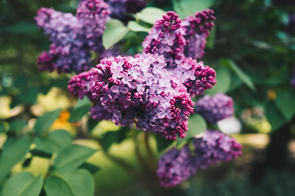 a close up of a bunch of purple flowers