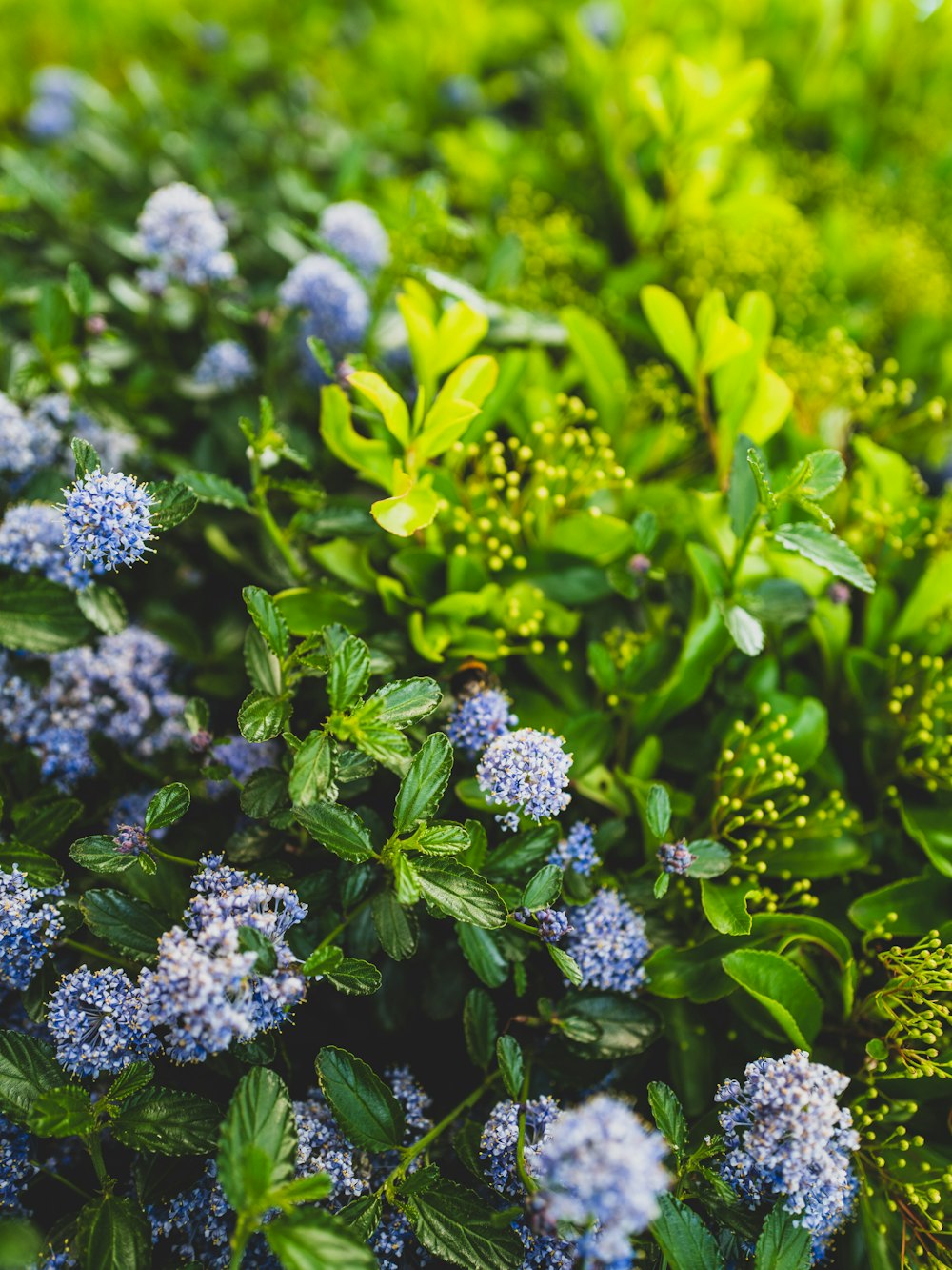 a bush of blue flowers with green leaves