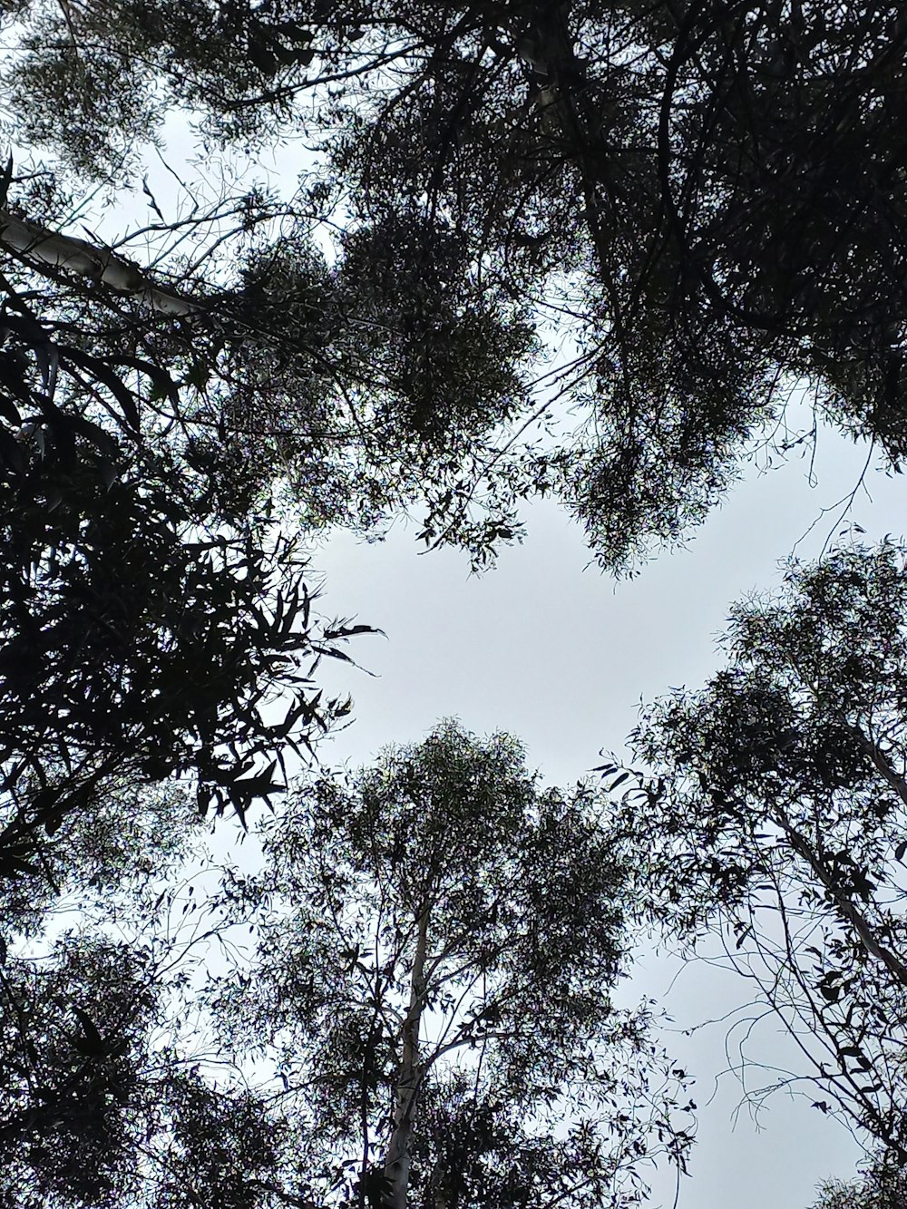 looking up at the tops of trees in a forest