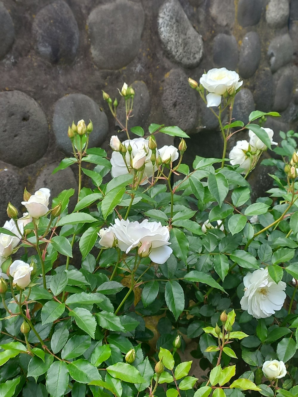 a bush with white flowers in front of a rock wall