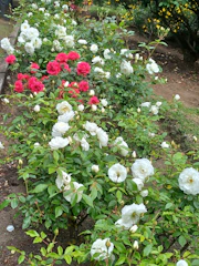 A serene backyard featuring a freshly designed rose garden with blooming red and pink roses.