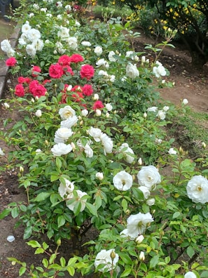 Rows of colorful roses flourishing in a backyard garden.