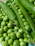 Close-up of fresh green peas in a wooden crate on a farm.