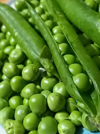 Close-up of vibrant green peas still in their pods on the vine.