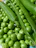 Close-up of fresh green peas in a wooden crate on a farm.