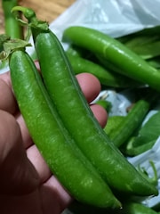 Two fresh green pea pods are being held in a hand, showcasing their vibrant color and smooth texture. Additional pea pods are visible in the background.