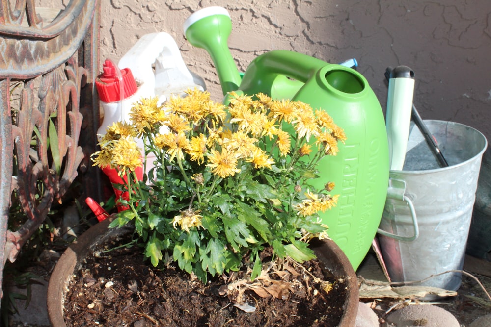 a potted plant with yellow flowers in it