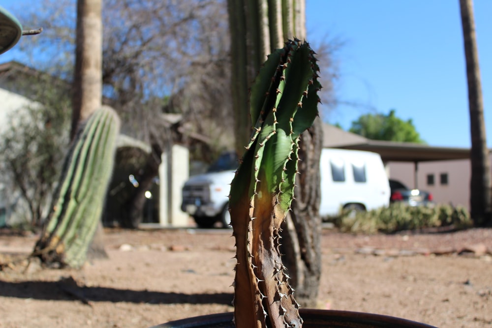 a cactus in a pot in front of a house