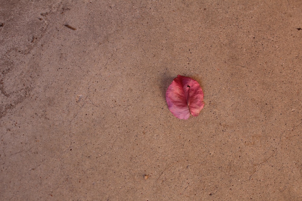 a pink flower that is laying in the sand