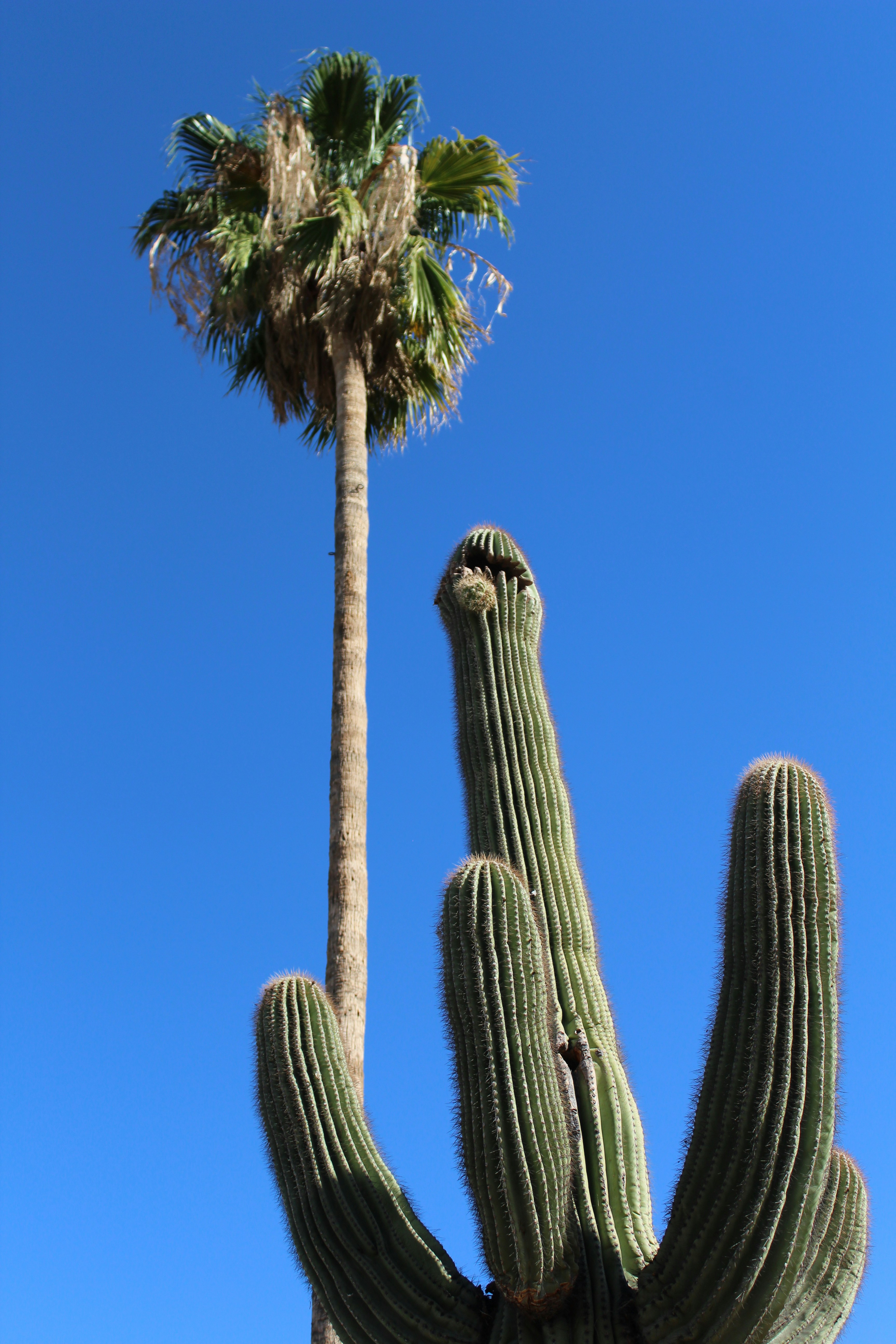 oldest cactus Peruvian Old Man Cactus| Epostoa lanata main image 1